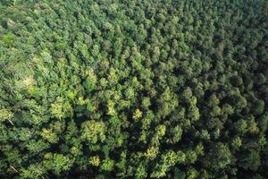Aerial top view of green pine trees growing in the forest