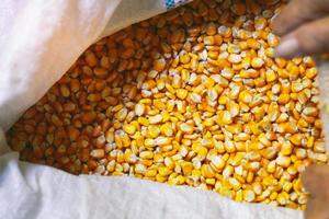 Yellow corn kernels in white sack. Animal feed. Seeds for next season. photo