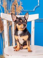 Chihuahua dog sits on a white chair indoors against a blue wall. Animal, pet. photo