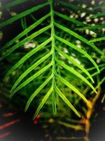 Close up of wild flower with defocused background photo