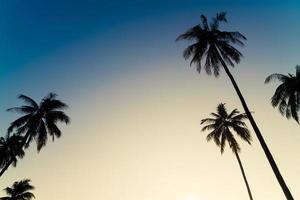 coconut palm tree with beautiful sky photo