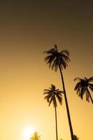 coconut palm tree with beautiful sky photo