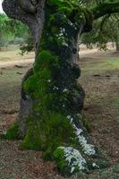 Holm oak or Quercus ilex in the foreground with moss on the trunk photo