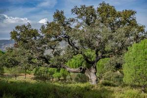 holm oak or Quercus ilex with cloudy sky in the background