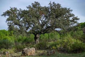 holm oak or Quercus ilex with cloudy sky in the background