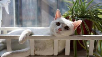 One cute white cat playing in the home with the round eyes photo