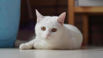 One cute white cat playing in the home with the round eyes photo