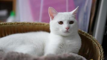 One cute white cat playing in the home with the round eyes photo