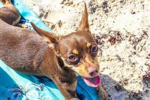 Perro chihuahua mexicano en toalla de playa playa del carmen mexico. foto