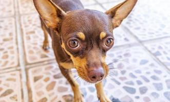 Retrato de perro chihuahua marrón mexicano con aspecto encantador y lindo de México.