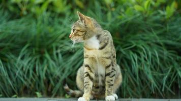 One adorable wild cat sitting in the garden for resting photo