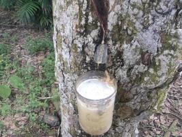 the process of extracting rubber sap from trees photo