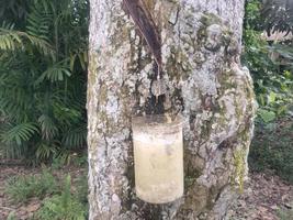 the process of extracting rubber sap from trees photo