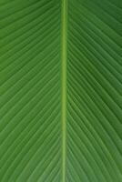 The details of a banana leaf photo