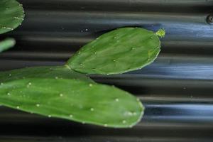 Cactus with iron wall behind photo