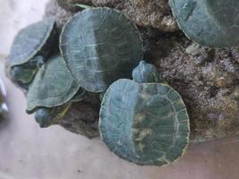 A group of tortoises in an aquarium