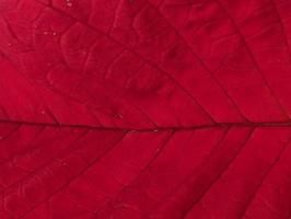 red leaf texture photo