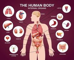 composición de silueta de órganos humanos internos vector