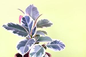 Plants of the rubber tree ficus variegated Tineke on a yellow-green background. photo