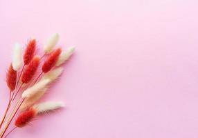 Fluffy spikelet on pastel background photo