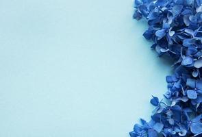 Blue hydrangea flowers photo