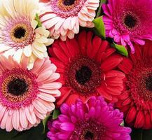 Gerbera flowers bouquet. Floral background. photo