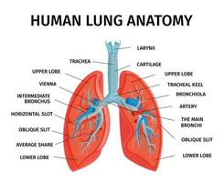 diagrama de anatomía del pulmón humano vector