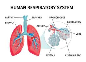 Human Anatomy Infographic Chart vector