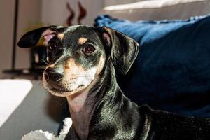 lindo perrito chucho de pie en el sofá de una casa en sao manuel. una pequeña ciudad en el campo brasileño. foto