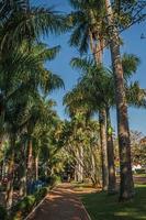 camino con adoquines en medio de un exuberante jardín lleno de altos árboles y palmeras, en un día soleado en sao manuel. un lindo pueblito en el campo del estado de sao paulo. sudeste de brasil. foto