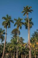 palmeras altas y frondosas en medio de la vegetación en un jardín cuadrado en los días soleados de sao manuel. un lindo pueblito en el campo del estado de sao paulo. sudeste de brasil. foto