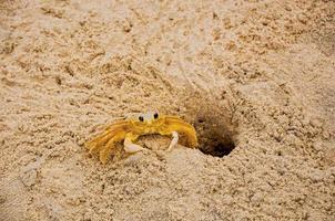 primer plano de un cangrejo cerca de su madriguera en la arena de la playa de juquey, un increíble pueblo tropical en la costa del estado de sao paulo, suroeste de brasil. foto