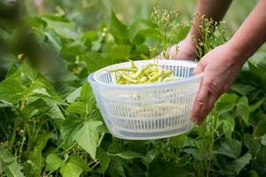 cosechar judías verdes en el jardín de su casa. concepto de verduras caseras. foto