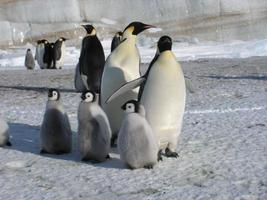 pingüinos emperador en el hielo de la antártida foto