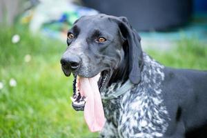 German pointer with tongue sticking out photo