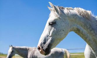 White horse profile against blue sky photo