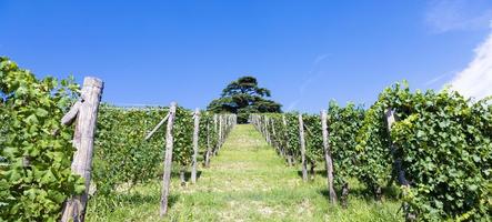 Panoramic countryside in Piedmont region, Italy. Scenic vineyard hill close to Barolo city. photo