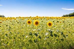 Sunflowers field in Italy. Scenic countryside in Tuscany with blue sky.
