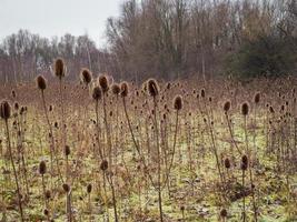 Carmesí de invierno densos en Barlow Common, North Yorkshire, Inglaterra