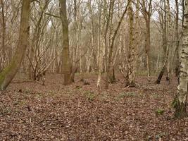 Silver birch trees in a misty wood in winter photo