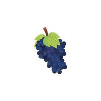 Diseño de vector de fruta de uvas aisladas