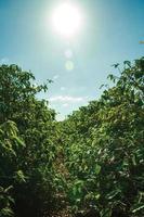 Pardinho, Brazil - May 31, 2018. Green leafy coffee trees without beans lined on a field from a small farm, in a sunny day near Pardinho. A small rural village in the countryside of Sao Paulo State. photo