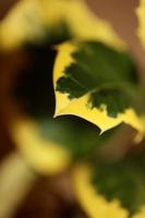 Green and yellow leaves close up ilex aquifolium family aquifoliaceae background high quality big size prints photo