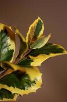 Cerca de hojas verdes y amarillas ilex aquifolium familia aquifoliaceae fondo impresiones de gran tamaño de alta calidad foto