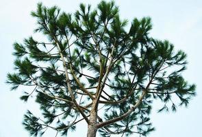 low angle photography of green-leafed tree photo