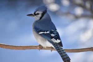 A blue jay in the garden photo