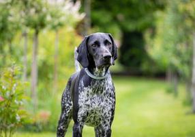 puntero alemán. Perro de raza de caza negro posando en el jardín. foto