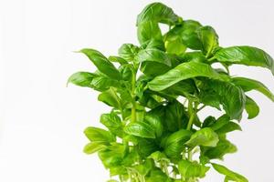Basil leaves on a white background.