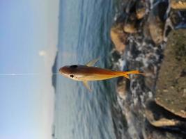 Pargo dory o lutjanus fulviflamma capturado con un hilo de pescar de nailon en la orilla del mar con muchas rocas foto