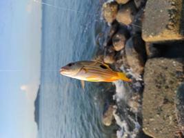 Pargo dory o lutjanus fulviflamma capturado con un hilo de pescar de nailon en la orilla del mar con muchas rocas foto